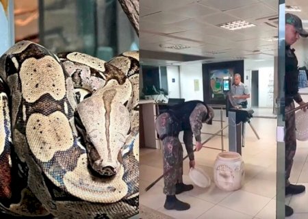 TRABALHADORA: JIBOIA É RESGATADA 'BATENDO O PONTO' NO TCE