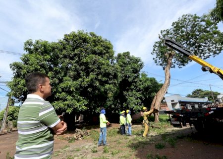 PREFEITURA AVANÇA COM PLANO DE ARBORIZAÇÃO URBANA E REMOÇÃO DE ÁRVORES CONDENADAS