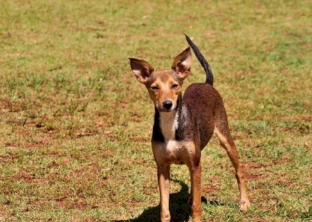 CAMPANHA JULHO DOURADO É SANCIONADA E PROMOVERÁ SAÚDE DE ANIMAIS DOMÉSTICOS E PREVENÇÃO DE ZOONOSES