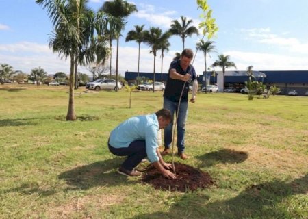 PREFEITURA DE DOURADOS INICIA PLANTIO DE 280 MUDAS DE IPÊS NA CORONEL PONCIANO