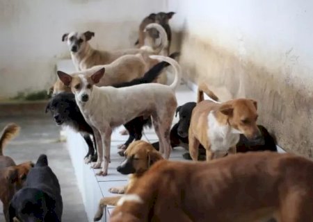PROJETO CRIA FUNDO PARA ACOLHIMENTO DE ANIMAIS PARA FINANCIAR ABRIGOS