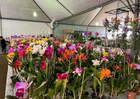 DOURADOS RECEBE FEIRA DE FLORES ORNAMENTAIS DE 4 A 8 DE MARÇO NA PRAÇA ANTÔNIO JOÃO