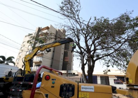 PREFEITURA JÁ REMOVEU CENTENAS DE ÁRVORES CONDENADAS E PLANTOU MAIS DE 700 MUDAS