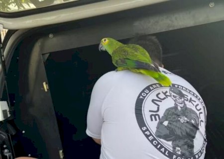 EM CUIABÁ, PAPAGAIO ACOMPANHA TUTOR ATÉ VIATURA POLICIAL DURANTE OPERAÇÃO CONTRA ‘DELIVERY DO TRÁFICO’
