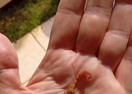 INVASÃO DE ESCORPIÕES GERA PÂNICO E RISCOS À SAÚDE PÚBLICA