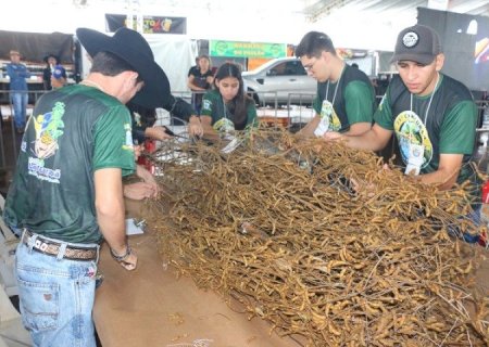 PÉ DE SOJA SOLTEIRO SERÁ DE 24 A 26 DE ABRIL EM LAGUNA CARAPÃ
