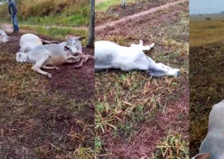 FRIO MATA 74 BOVINOS EM FAZENDAS DE MS E ACENDE ALERTA PARA RISCO DE HIPOTERMIA