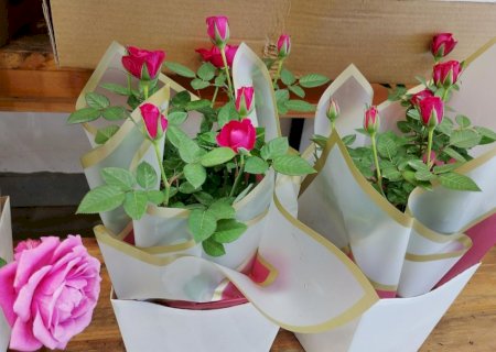 PROCON DE DOURADOS DIVULGA PESQUISA DE PREÇOS DE FLORES PARA O DIA DAS MÃES