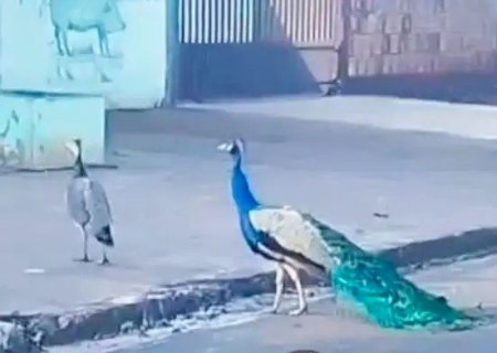 PAVÕES APARECEM EM RIO BRILHANTE E MORADORES PEDEM POR RESGATE