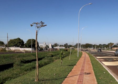 PREFEITURA DE DOURADOS CONCLUI PLANTIO DE 360 MUDAS DE IPÊS NA AVENIDA DOS IPÊS